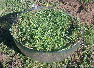 Grass placed inside bowl