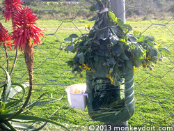 How To Make A Plastic Bottle Bird House